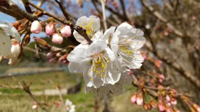 サクランボの花