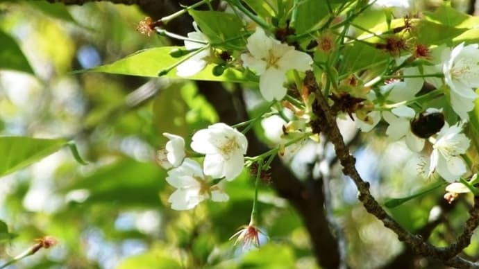 長沢「月光桜」~来年こそは