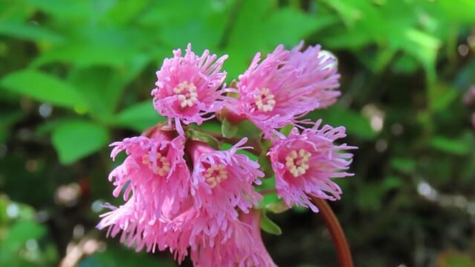 栗駒山のお花たち