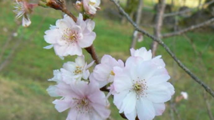 シキザクラ（四季桜）&　ジュウガツザクラ（十月桜）