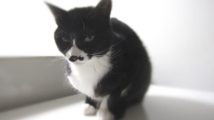 ねこ日記と主のつぶやき 主、現実を叩きつけられる