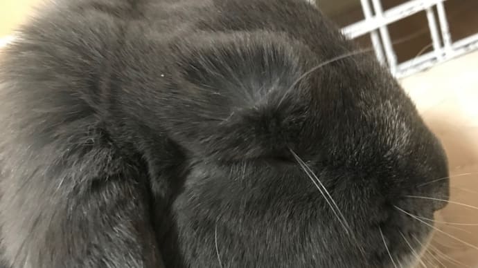 ウサギの手🐾