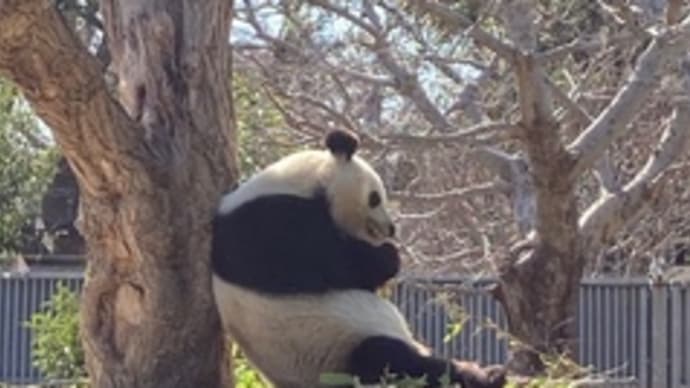 パンダのタンタン