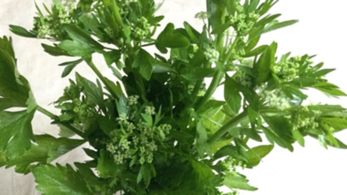 セロリの花食べる
