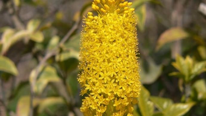 春の花:ブルビネラ・フロリバンダ