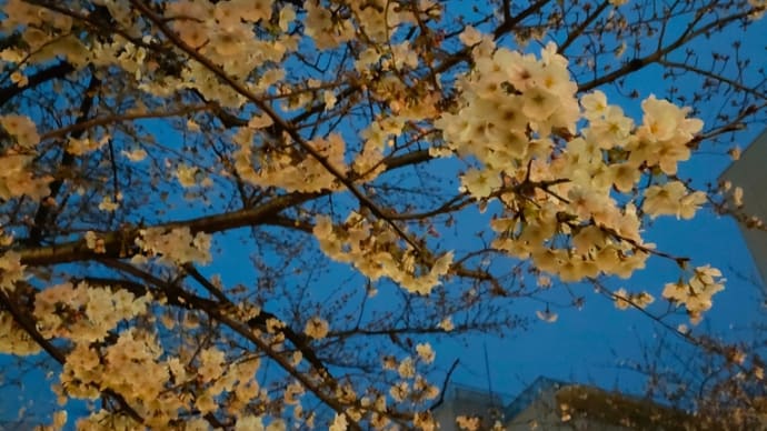 播磨坂の桜
