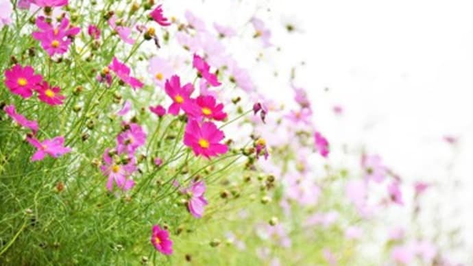 秋桜