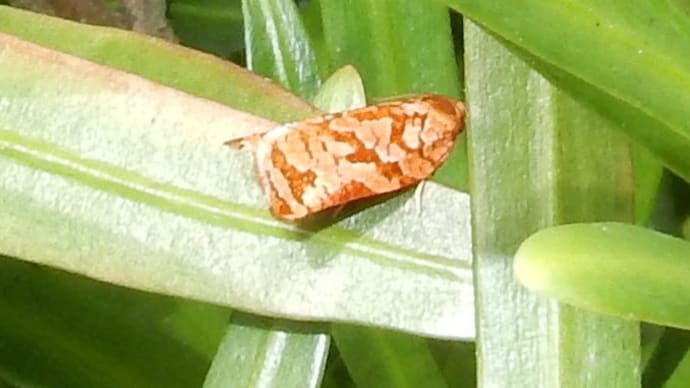 マツアトキハマキ♀20190920