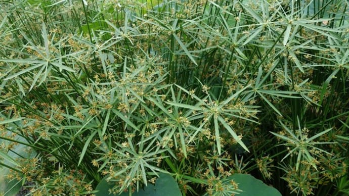 シュロガヤツリ（湿生植物）