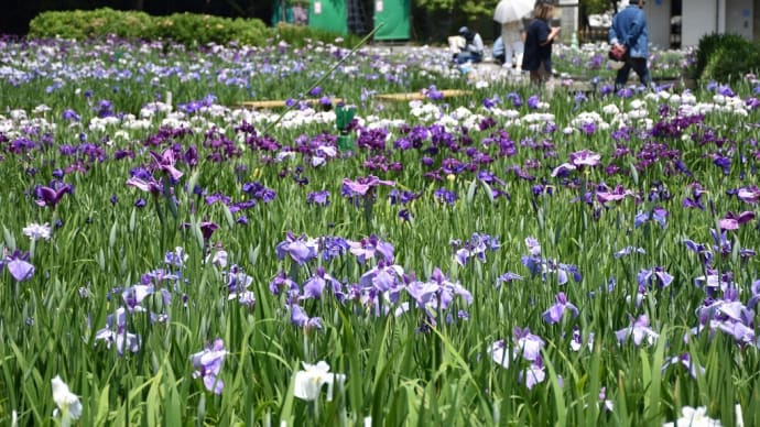 しょうぶ狩り 神奈川県横須賀市 横須賀しょうぶ園(9)