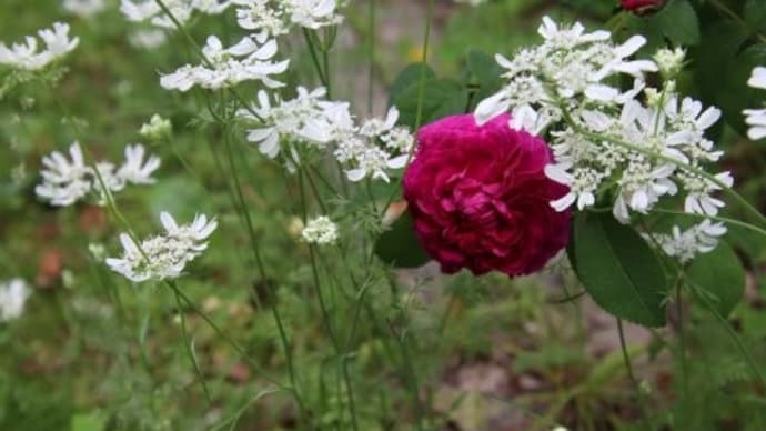 シャルル・ドゥ・ミル、ウコギの花