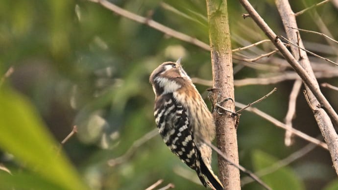 港区オークラ庭園の野鳥の混群