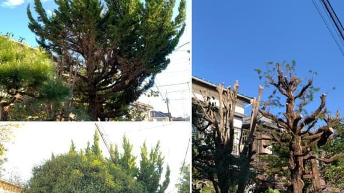 敷地から大きくはみ出し電線に絡みつき近隣の方々にもご迷惑かけてしまっているキンモクセイとイブキの枝おろし作業