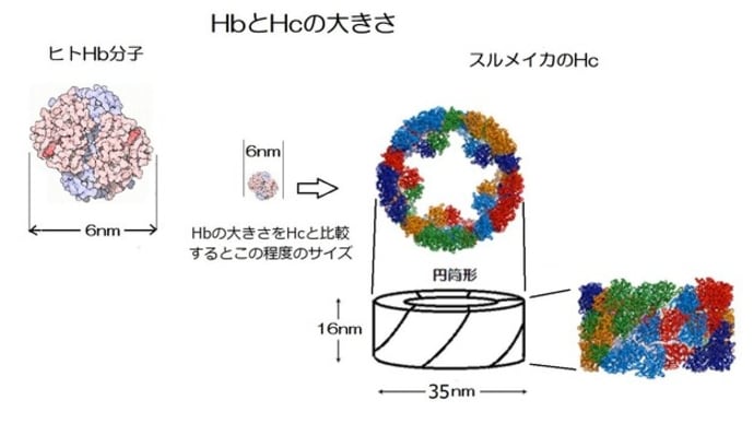 水中の動物たちの呼吸11