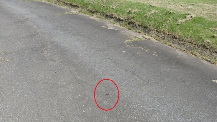 アカハライモリ（死骸）（富山市営農サポートセンター／富山市月岡町）