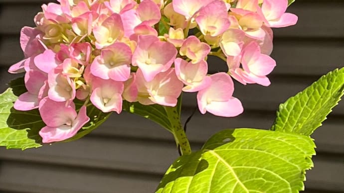 努力次第で変わる運命!梅雨時の紫陽花の蘇生がヒント