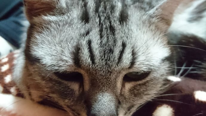 恥ずかしい集大成。