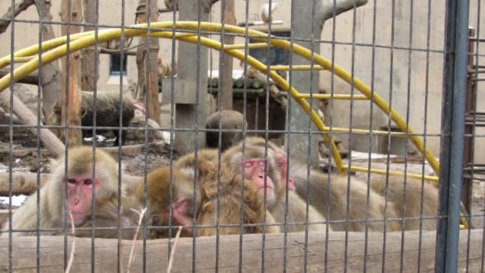 旭山動物園（今年２回目）