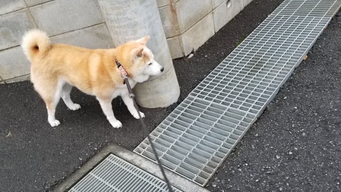 涼しくて凌ぎやすい