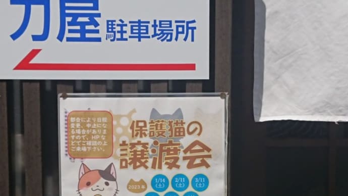 古参と困惑とワタシ
