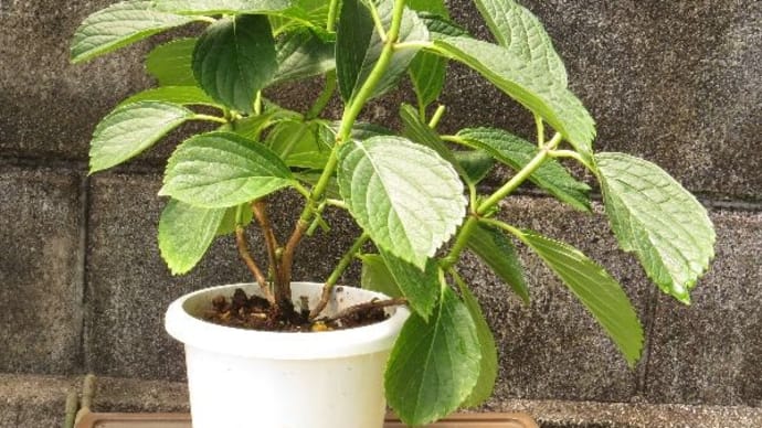 花のドクター 水栽培の紫陽花