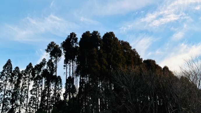 今朝は霜が張ってます