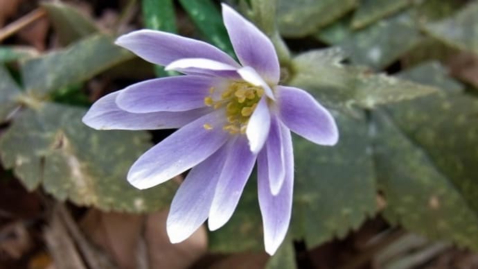 紫がかったユキワリイチゲ(雪割一華)満開!オカモトトゲエダシャク・日記・俳句鑑賞