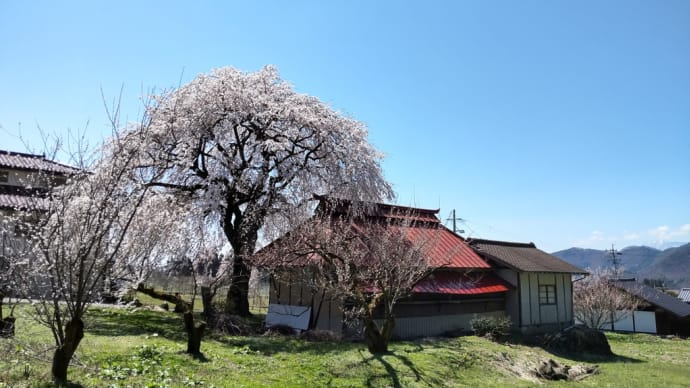 北信 高山村の五大垂れ桜