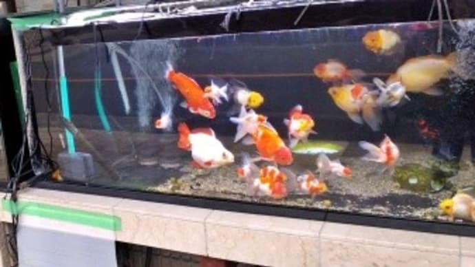 道路沿いに大きな水槽