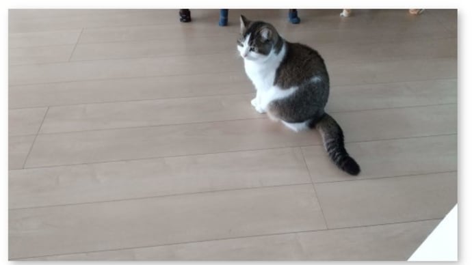 早起きの猫が雪降りを教えてくれた