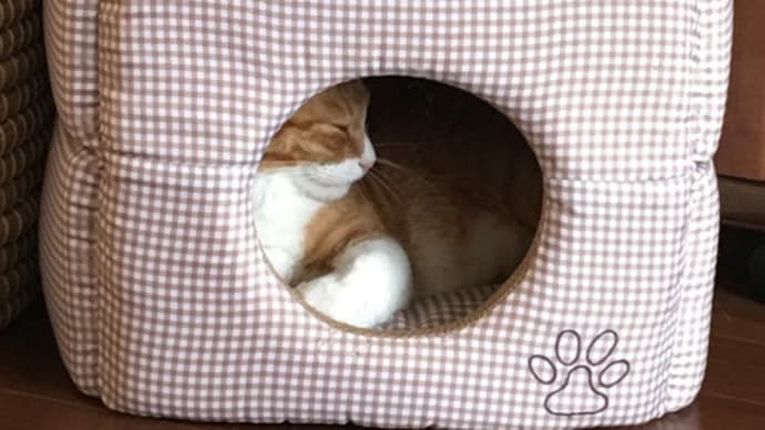 今年も猫のステイホーム