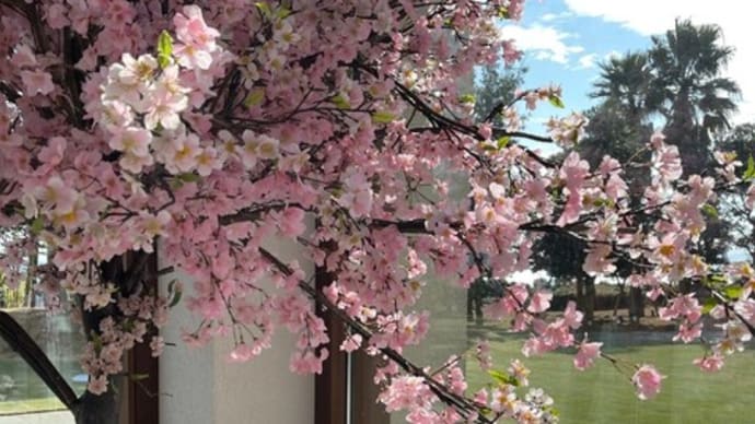 大磯プリンスホテルで期間限定『桜のナイトPARK』を開催中!地魚と自然薯料理 海山