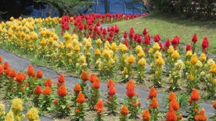 楽書き雑記「この時期、この花壇・名城公園」
