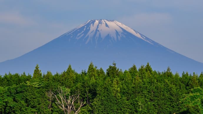 24/May   夜明けの富士山🗻と森のサンコウチョウと池のツバメたち