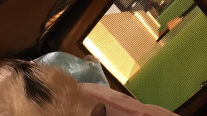 パールさん