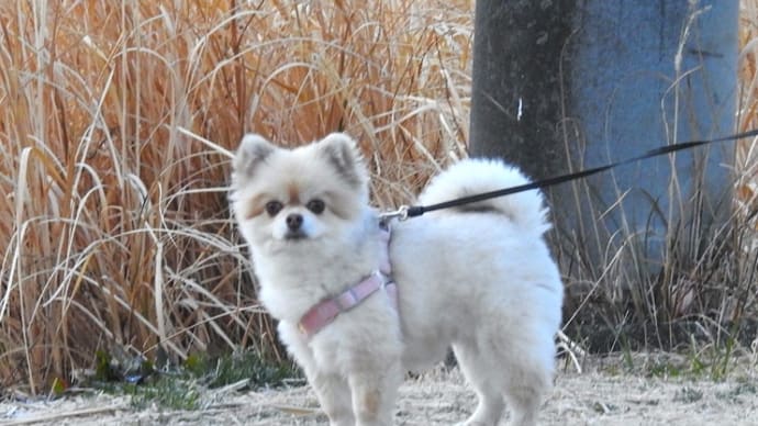 ごあいさつを決めるククちゃん