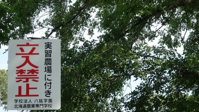 コロナ禍で花菖蒲は見る影もなく、