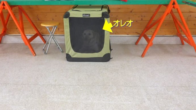【ワンコのクラブの更新試験&ビックリな出会い(^^♪】&【5/11 富山湾の蜃気楼:Cランク Vol.7 ~富山市水橋方面の変化~】