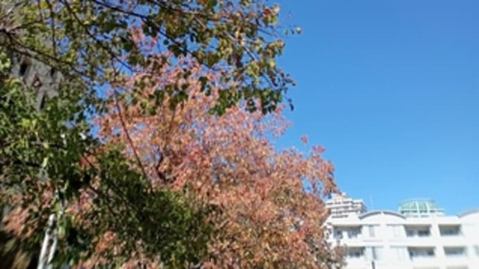 秋らしい晴天になった