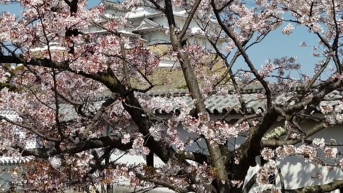 桜まみれの？姫路城　その2