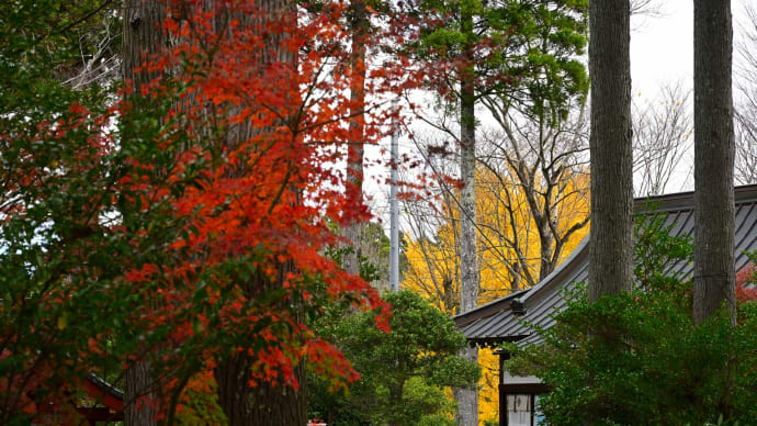 ◆紅葉・黄葉の美しい国吉神社（いすみ市）　
