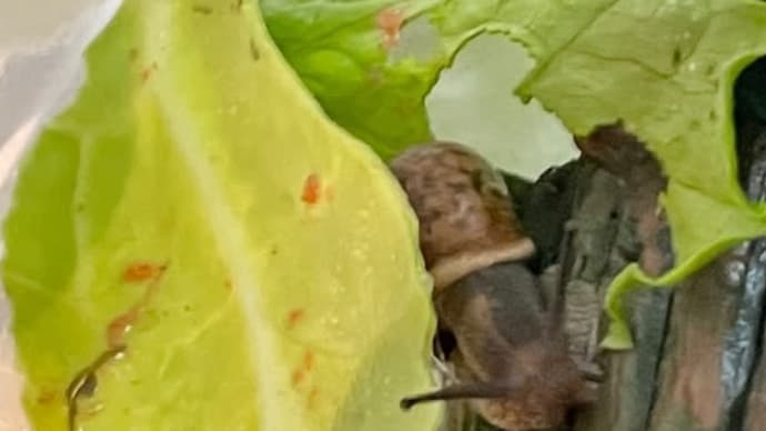 🐌の保護活動記録(笑)