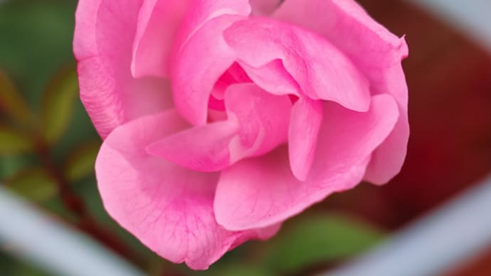 13/Dec 薔薇と冬桜とサザンカとツワブキと紅葉とジョウビタキとエナガ