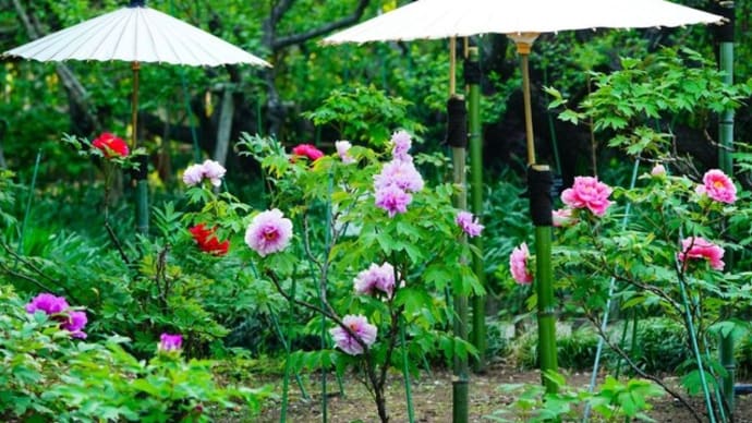 牡丹の花が見頃です!(板橋区立赤塚植物園 2025.4.19撮影)