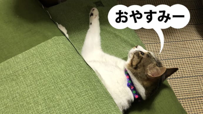 おやすみー
