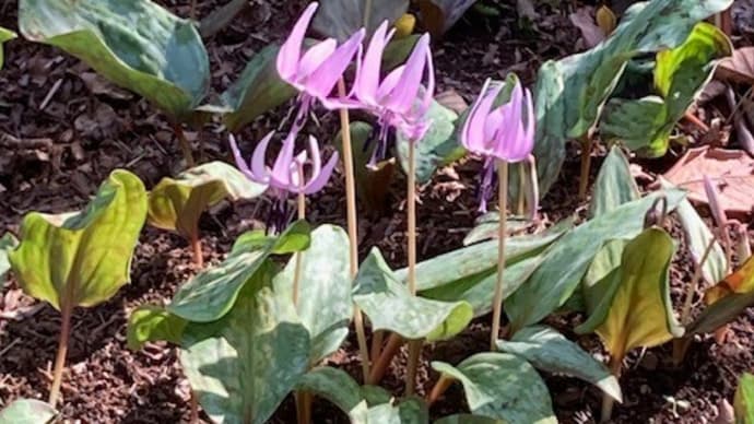 菜種梅雨、日常坦々花紀行