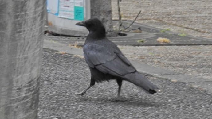 センター南駅前のカラス 「七つの子」 「黒く塗れ」