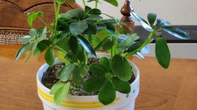 植え替えして3日