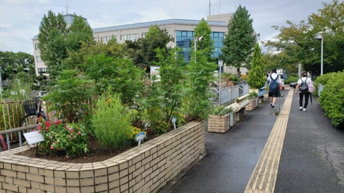 栂・美木多駅前 花の見守り隊~桃山台小学校花壇