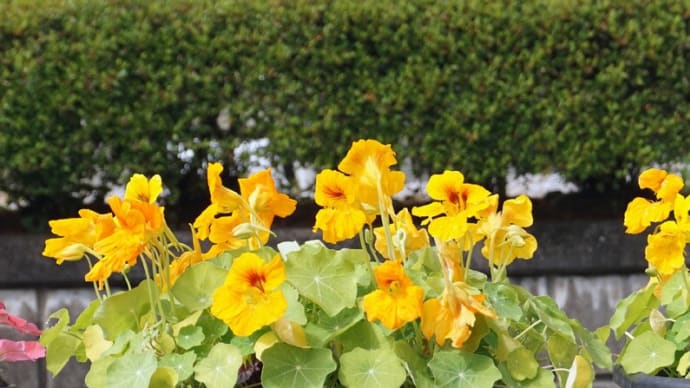 5月の庭・・・プランターに植えたナスタチュウムの花が満開